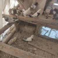 کبوتر طوقی وپارپارلی ودمی|پرنده|خسروشاه, |دیوار