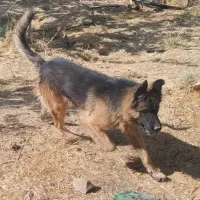 ژرمن نر فروشی جرمن|سگ|شیراز, تندگویان|دیوار