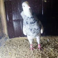 طوقی  معاوضه با تهرانی