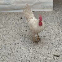 خروس سفید|حیوانات مزرعه|محمدشهر, عباس آباد|دیوار