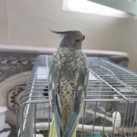 عروس هلندی جفت با ۲ جوجه|پرنده|کرمانشاه, |دیوار