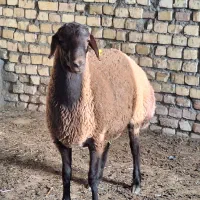 بره قوچ همو و هترو