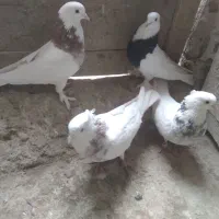 دوجفت طوقی به فروش میرسد|پرنده|قهستان, |دیوار