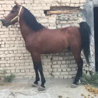 اسب عرب ایرانی خالص