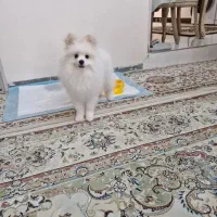 سگ پامر|سگ|همدان, |دیوار