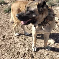 ماده سربی بفروش میرسه