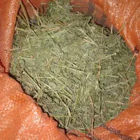 یونجه پربرگ برای خرگوش