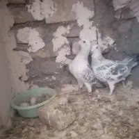 پرنده. کبوتر. نروماده. شامی|پرنده|تربت‌حیدریه, آسایش|دیوار