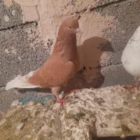 حبش زرد و دااچیل|پرنده|ارومیه, |دیوار