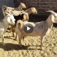 بزسانن|حیوانات مزرعه|درمیان, |دیوار