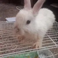 خرگوش