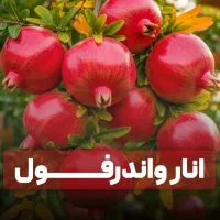 انواع نهال گردو فرنور و چندلر و صنوبر تصمینی|خدمات باغبانی و درختکاری|فیروزکوه, |دیوار
