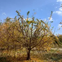 هرس کاری|خدمات باغبانی و درختکاری|ارومیه, |دیوار