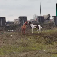 اسب گمشده|حیوانات|بندر انزلی, مسکن مهر|دیوار