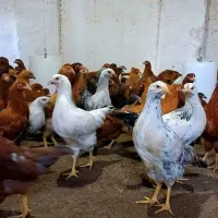 نیمچه مرغ تخمگذار نژاد گلپایگان/نزدیک به تخم