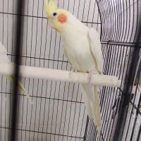 چهار عدد عروس هلندی خوب|پرنده|زارچ, |دیوار