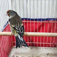 سه عدد سهره قناری بخون