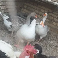 و غاز و خروس|حیوانات مزرعه|آبادان, |دیوار