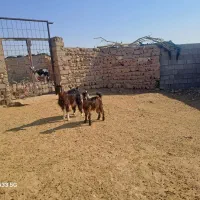 بز با بزغاله