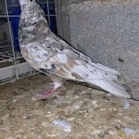 کوهی دم سفید