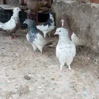 کفتر کله الماسی