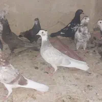 کبوتر|پرنده|چادگان, |دیوار