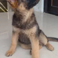 سگ ژرمن ۷ماهه ماده|سگ|بندر انزلی, طالب آباد|دیوار