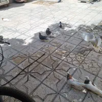 کفتر|پرنده|شیراز, گلکوب|دیوار