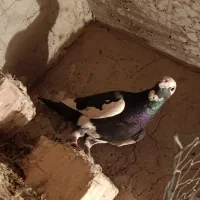 نر پلنگ گرفتنی|پرنده|زابل, |دیوار