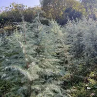 فروش نهال سدروس|گل و گیاه طبیعی|رحیمآباد, |دیوار