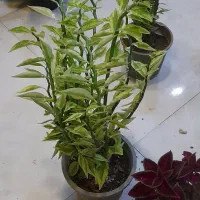 پدیلانتوس گیاه زیگزاگی سایز درشت سانس بِلَک جَک|گل و گیاه طبیعی|قم, نیروگاه|دیوار
