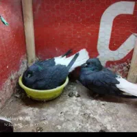 فروش و معاوضه|سگ|بهبهان, |دیوار