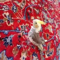 عروس هلندی دستی|پرنده|ماکو, |دیوار
