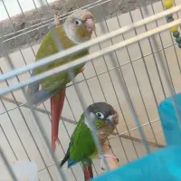 یک جفت گرینچیک
