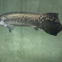 ماهی آراپایما رزگلد ۷۰ سانتی