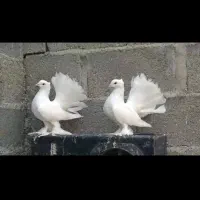 کبوتر کفتر رنگی|پرنده|عسلویه, |دیوار