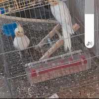 جفت مولد عروس هلندی