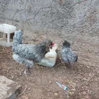جوجه گلین/تخم مرغ گلین/گلین طوسی/جوجه/مرغ خروس|حیوانات مزرعه|ساوه, |دیوار