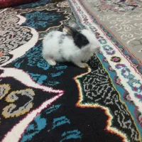 حیوانات