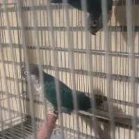 جفت طوطی ملنگو و گرینچیک|پرنده|زرند, |دیوار