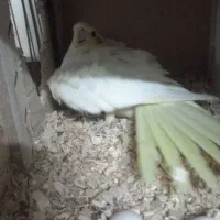 عروس هلندی جفت|پرنده|ری, دولت‌آباد|دیوار