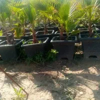 فروش نهال به صورت عمده