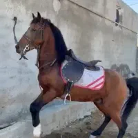 فروش اسب کرد