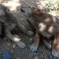 سگ پژدر 4 ماهه نژاد دار