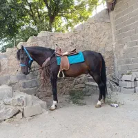 اسب نریان نژاد کورد