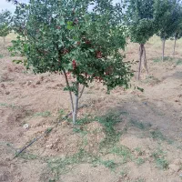 نیروی کار برای چیدن بوستان خیار