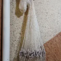 سالی ماهی