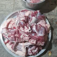 گوسفند زنده حاج هادی|حیوانات مزرعه|کرج, باغستان|دیوار