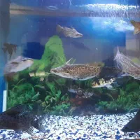 حراج ماهی|ماهی|قیامدشت - خاورشهر, |دیوار