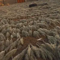 پامپاس به صورت عمده|گل و گیاه طبیعی|گلستان (تهران), |دیوار